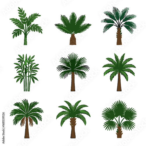 Blue sugar dwarf hesper date tree palm icon diverse fishtail vector sago