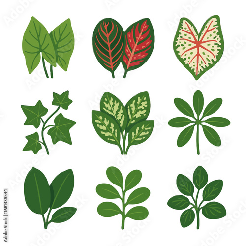 Icon foliage caladium vectors schefflera indoor vector jade maranta leaves plant prayer
