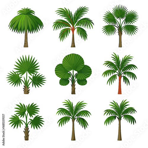Ruffled thatch vector saw palm thrower florida tree fan icon palmetto