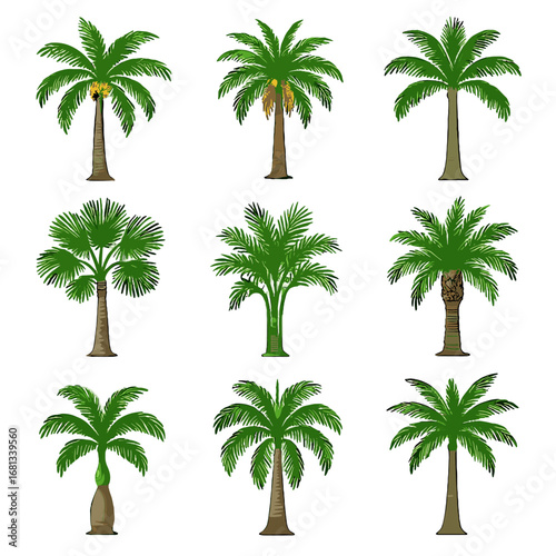Coconut sugar areca vector date grid oil foxtail icon fan palm