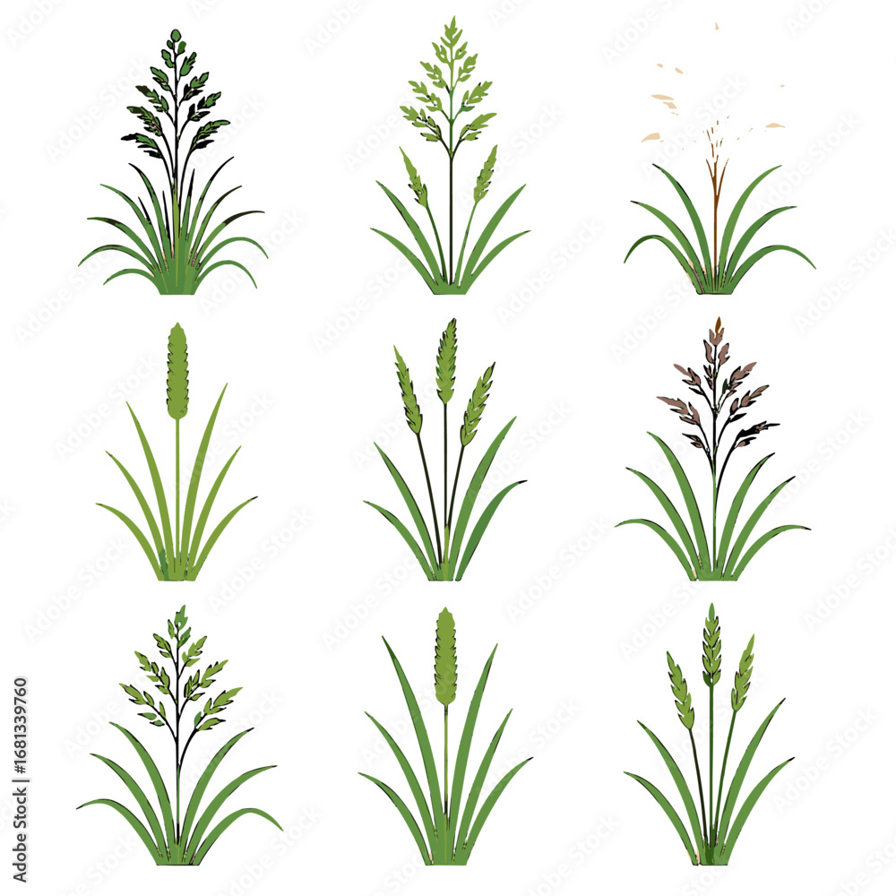 Fototapeta premium Vector icon smooth tufted reed barley silvergrass canary perennial grass meadow fescue