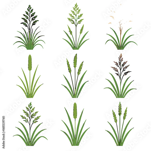 Vector icon smooth tufted reed barley silvergrass canary perennial grass meadow fescue
