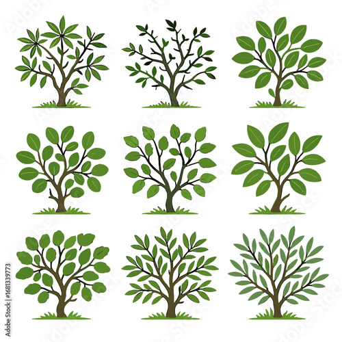 Star icon thorn vector raisin bushwillow bush savanna monkey chestnut