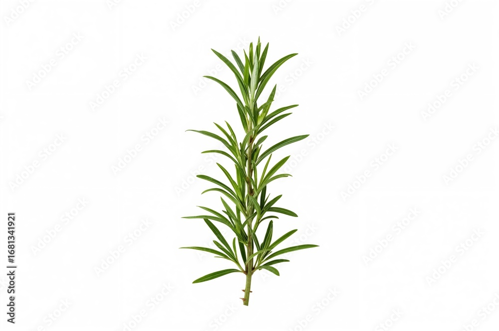 Obraz premium Fresh Rosemary Leaves for Culinary and Medicinal Use on a White Background