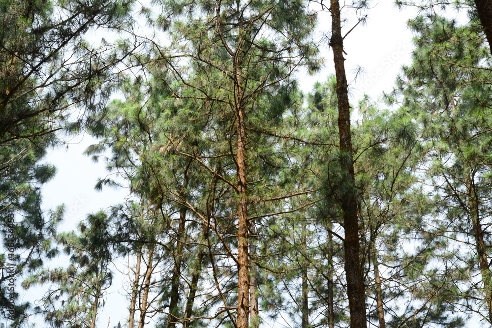 Obraz premium Bamboo stems with leafy tops in bright daylight