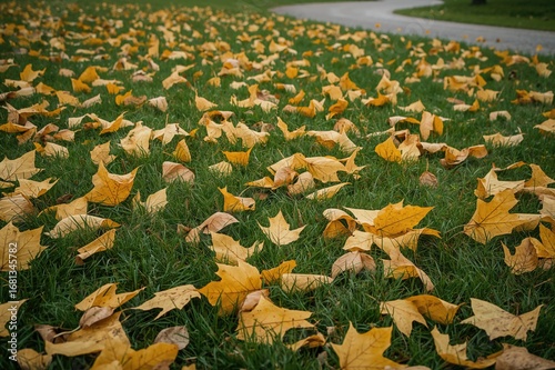 Golden platanus leaves are scattered across the green lawn in early autumn, with a winding path visible far away.