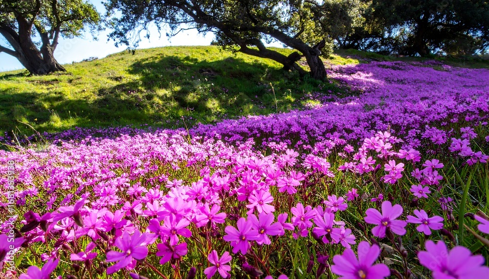 Naklejka premium Pink flowers carpet a hillside