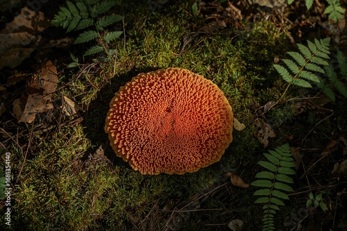 Bright orange-red Lycogala ...