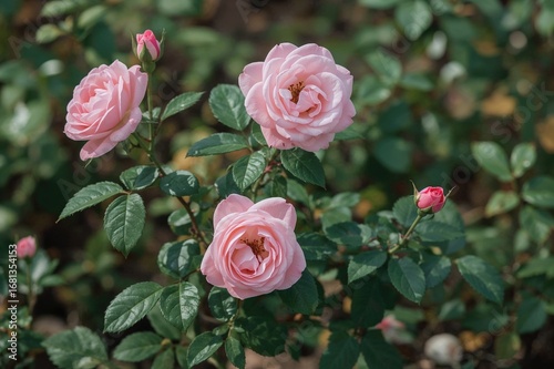 Wallpaper Mural The elegance of pink roses Torontodigital.ca