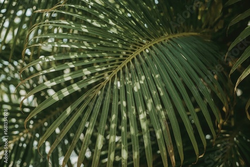 Tropical foliage with a vib...
