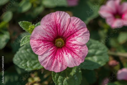 Close-up of colorful mottled pink petunia flower showcasing floral patterns in nature