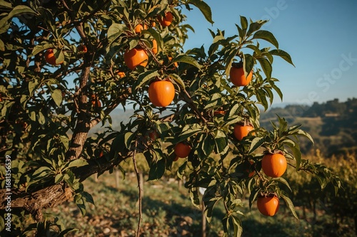 Organic persimmons growing ...