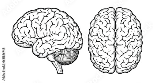 A Human Brain Anatomy a Detailed Medical Drawing of Brain Structure in Side and Top View vector art 