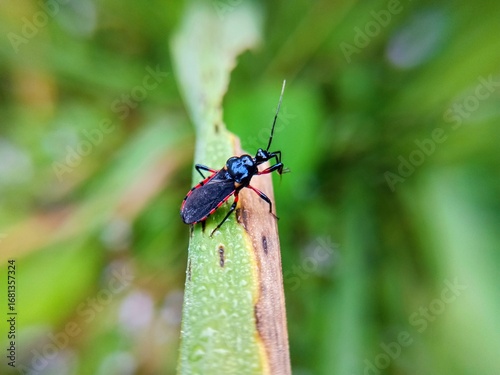 macro photo with blurred background of assassin bugs (Reduviidae), dangerous because their bites are painful