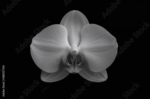 Monochrome studio shot of o...