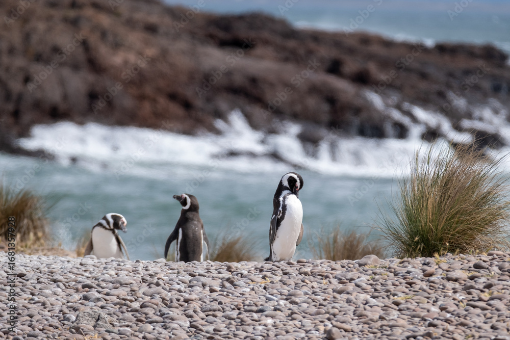 Fototapeta premium Magellanic penguins on rocky Patagonian coast with ocean waves in background. Wildlife and nature scene perfect for travel, ecology and conservation concepts