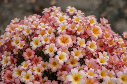 Blooming primula flowers sh...