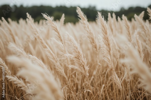 Outdoor Pampas Grass in Sof...