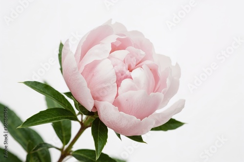 Close-up of a peony blossom...