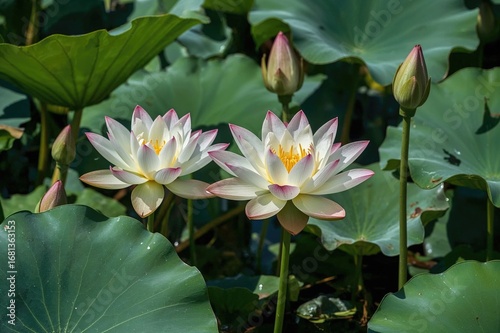 The Aquatic Plant Known as ...