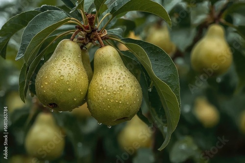 Close-up of pears hanging o...