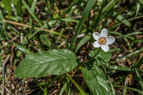 Phasey Bean (Macroptilium l...