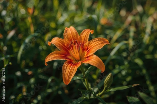 Vibrant orange lily blossom...