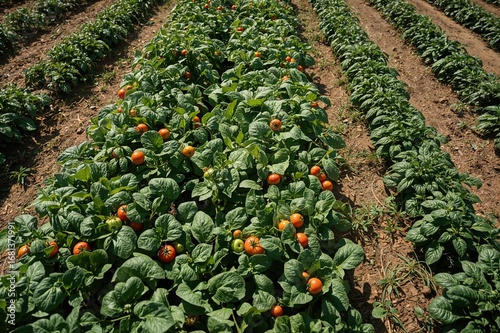 Growing and tending to vege...