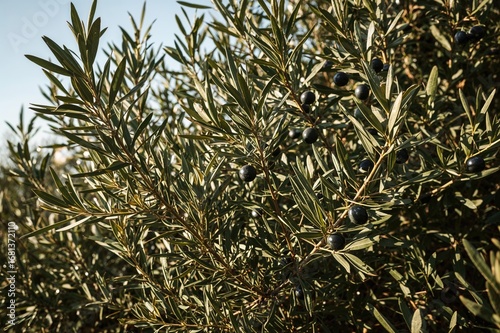 Edible olives growing on a leafy branch