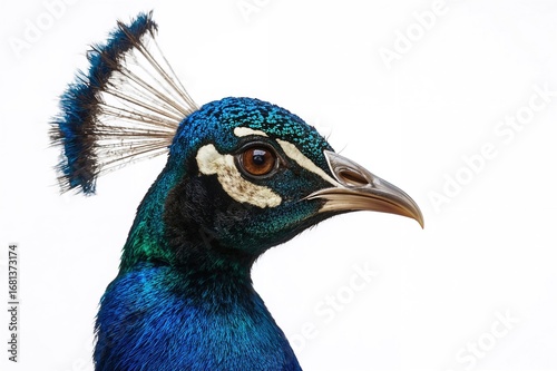 Close-up headshot of a male...