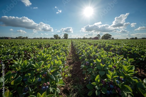Blueberry plants thriving i...