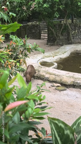 Photography Capybara, Zoo Negara, Kuala Lumpur, Malaysia