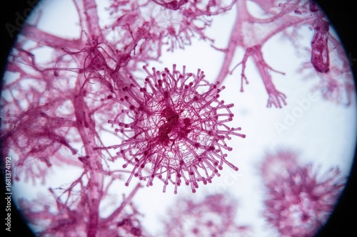 Microscopic view of a pink sample