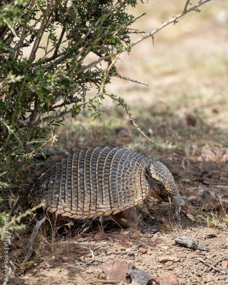 Fototapeta premium A hairy armadillo forages under a bush in its natural habitat in the arid Patagonian wilderness. A unique wildlife sighting in South America