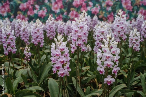 Violet Orchid Plantation wi...
