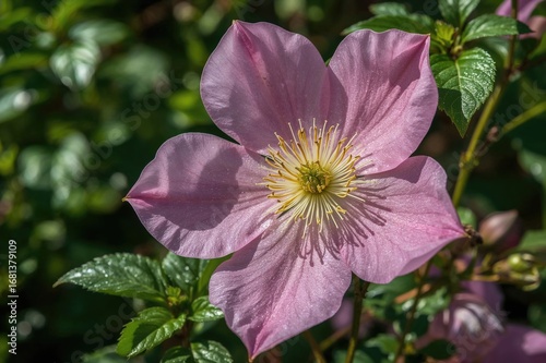 Side view of a pink clemati...