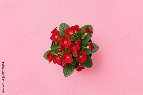 Top View of a Blooming Prim...