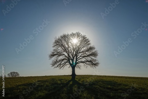Radiant sunlight beams down...