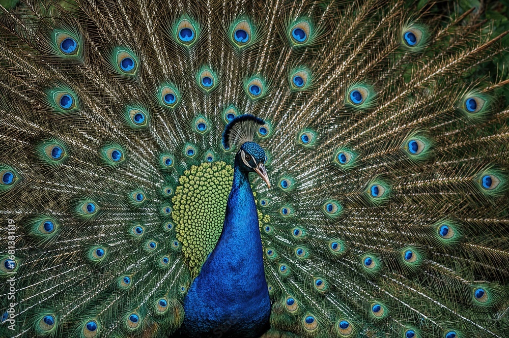 Fototapeta premium Close-up of a vibrant blue bird displaying its fanned plumage
