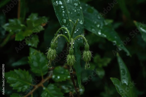 Water droplets resting on v...