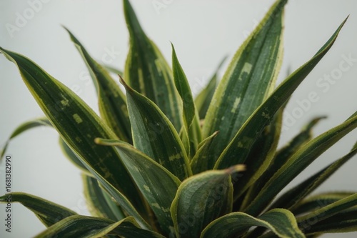 Close-up of decorative Drac...