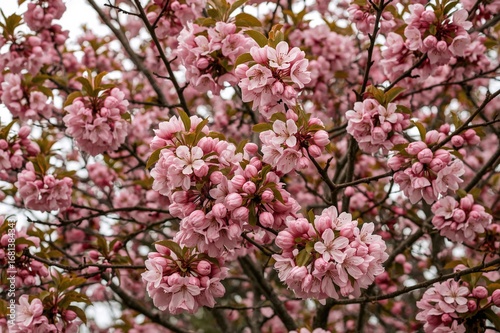 Wallpaper Mural Fruit tree branches heavily laden with vibrant pink blossoms Torontodigital.ca