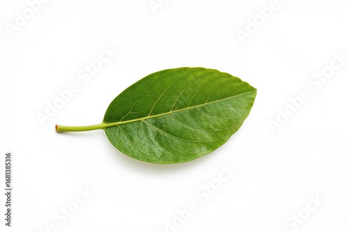 A single avocado leaf and a...