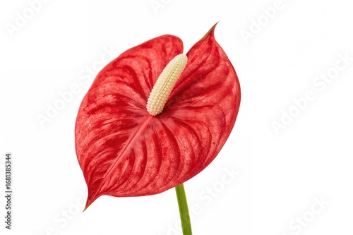 Crimson Anthurium blossom, ...