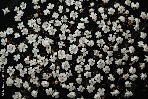 Delicate Tiny White Blossom...