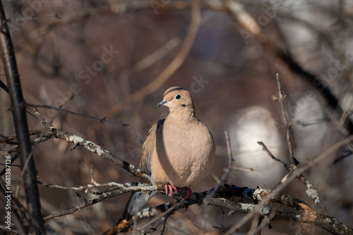 Morning dove