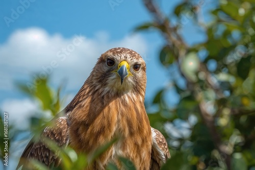 Close-up of a red kite (mil...