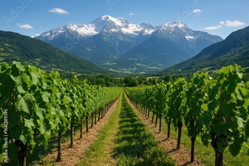 Vineyards with scenic mountain views
