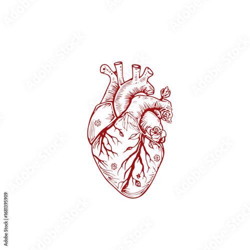 Realistic digital illustration of a vibrant red human heart with intricate veins vector art