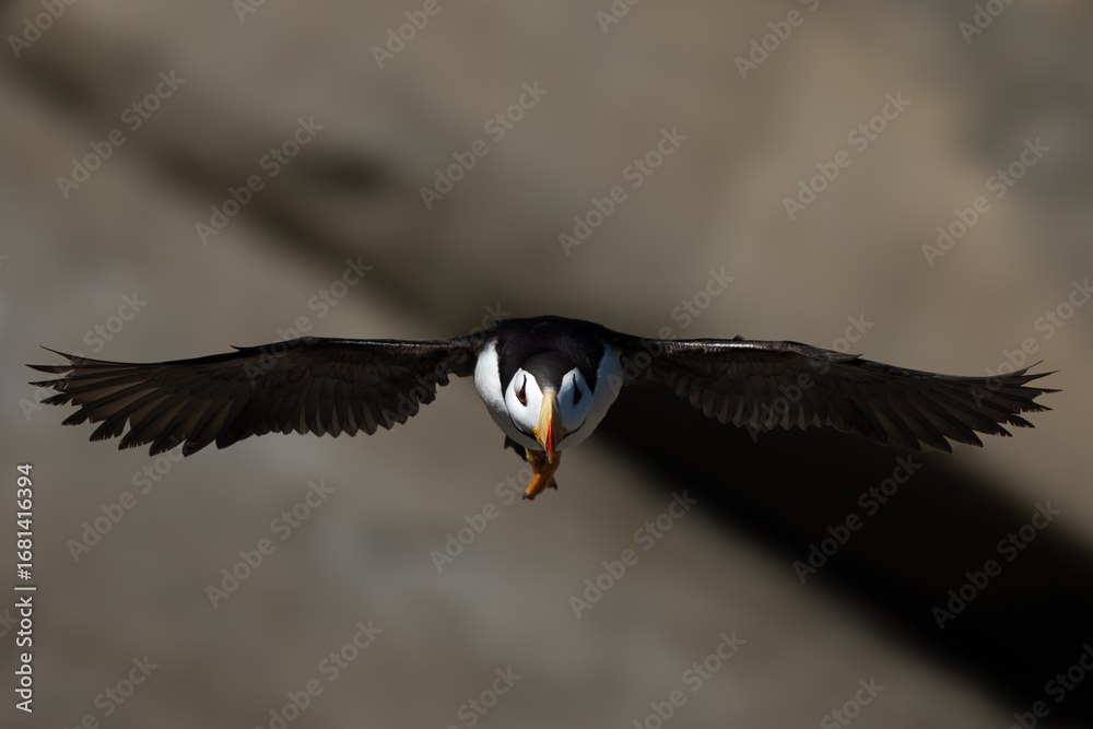 Obraz premium Head on photo of a puffin